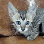 Savannah F-6SBT BST female DOB 10-15-22