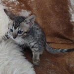 Savannah F-6SBT BST female DOB 10-15-22