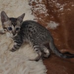 Savannah F-6SBT BST female DOB 10-15-22