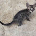 Savannah F-6SBT BST female DOB 10-15-22