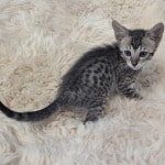 Savannah F-6SBT BST female DOB 10-15-22