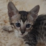 Savannah F-6SBT BST female DOB 10-15-22