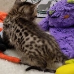 Savannah F-6SBT BST female DOB 10-15-22