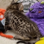 Savannah F-6SBT BST female DOB 10-15-22