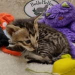 Savannah F-6SBT BST female DOB 10-15-22