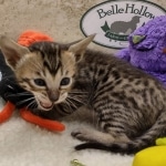 Savannah F-6SBT BST female DOB 10-15-22