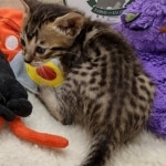 Savannah F-6SBT BST female DOB 10-15-22