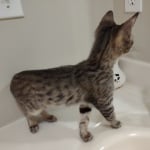 Taz savannah F-6SBT female DOB 10-15-2