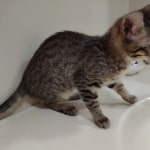 Taz savannah F-6SBT female DOB 10-15-2