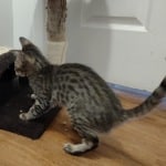 Taz savannah F-6SBT female DOB 10-15-2