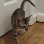 Taz savannah F-6SBT female DOB 10-15-22