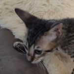Taz savannah F-6SBT female DOB 10-15-2