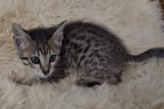 Daisey Savannah F-6SBT BST Female #3 DOB 10-15-22