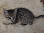 Daisey Savannah F-6SBT BST Female #3 DOB 10-15-22