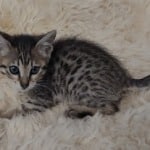 Savannah F-6SBT BST female DOB 10-15-22