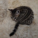 Savannah F-6SBT BST female DOB 10-15-22