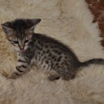 Savannah F-6SBT BST female DOB 10-15-22