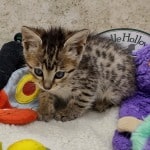 Savannah F-6SBT BST female DOB 10-15-22