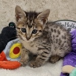 Savannah F-6SBT BST female DOB 10-15-22