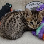 Savannah F-6SBT BST female DOB 10-15-22