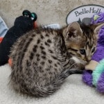 Savannah F-6SBT BST female DOB 10-15-22