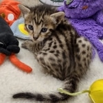 Savannah F-6SBT BST female DOB 10-15-22