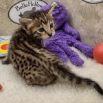 Savannah F-6SBT BST female DOB 10-15-22