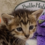 Savannah F-6SBT BST female DOB 10-15-22