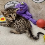 Savannah F-6SBT BST female DOB 10-15-22