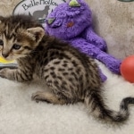 Savannah F-6SBT BST female DOB 10-15-22