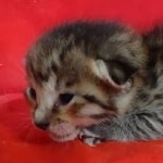 Savannah F-6SBT BST female DOB 10-15-22