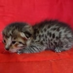 Savannah F-6SBT BST female DOB 10-15-22