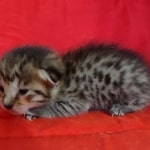 Savannah F-6SBT BST female DOB 10-15-22