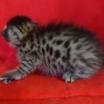 Savannah F-6SBT BST female DOB 10-15-22