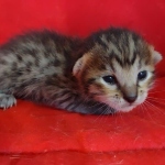 Savannah F-6SBT BST female DOB 10-15-22