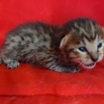 Savannah F-6SBT BST female DOB 10-15-22