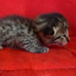 Savannah F-6SBT BST female DOB 10-15-22