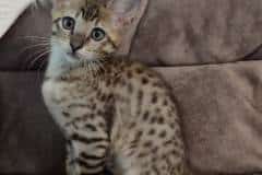 Hattie Savannah F-6SBT BST Female DOB 3-10-23