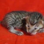 Savannah F-6SBT BST female DOB 3-10-23