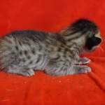 Savannah F-6SBT BST female DOB 3-10-23