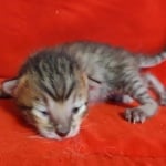 Savannah F-6SBT BST female DOB 3-10-23