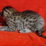 Savannah F-6SBT BST female DOB 3-10-23