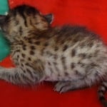 Savannah F-6SBT BST female DOB 3-10-23