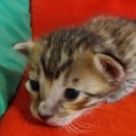 Savannah F-6SBT BST female DOB 3-10-23