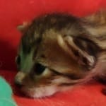 Savannah F-6SBT BST female DOB 3-10-23