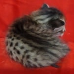 Savannah F-6SBT BST female DOB 3-10-23