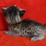 Savannah F-6SBT BST female DOB 3-10-23