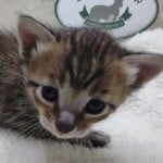 Savannah F-6SBT BST female DOB 3-10-23