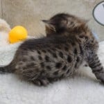 Savannah F-6SBT BST female DOB 3-10-23