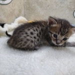 Savannah F-6SBT BST female DOB 3-10-23